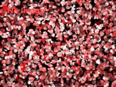 科学技術の「美」パネル展