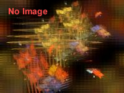 津沢夜高あんどん祭り