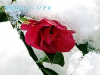 ‘雪の聖母’の祭り（The Festa della Madonna della Neve）：イタリア