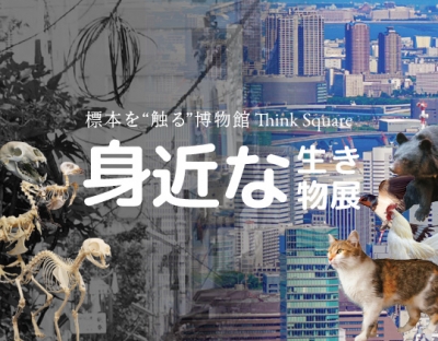 身近な生き物展（柏）