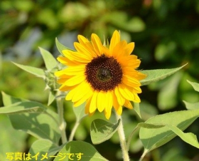 ズンデルトの花パレード2014（Bloemencorso Zundert）：オランダ