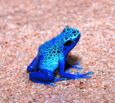 体感型ミュージアム　オービィ横浜×体感型動物園iZoo 『みなとみらイズー～サワレルハチュウルイ展～』