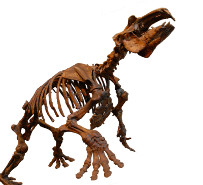 パレオパラドキシア～大野原標本発掘から40年～