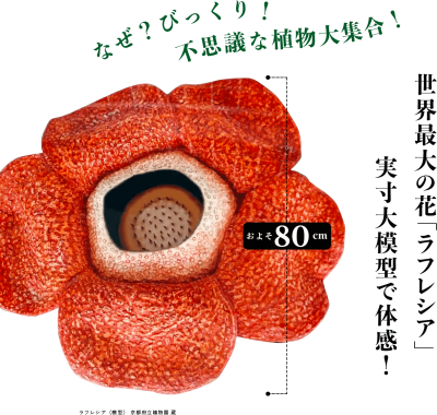 特別展「植物 地球を支える仲間たち」