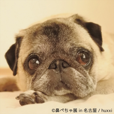 鼻ぺちゃ展 in 名古屋