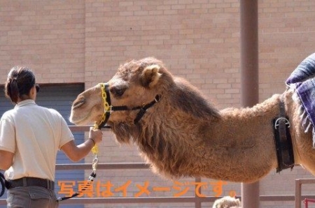 イベントの写真