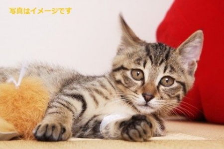 イベントの写真