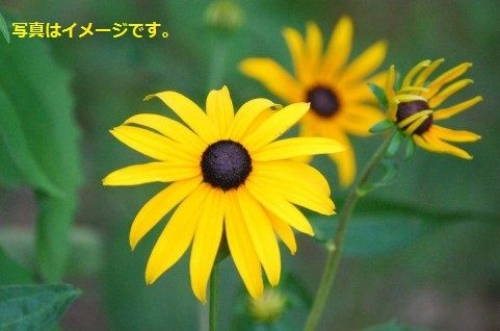 イベントフォト