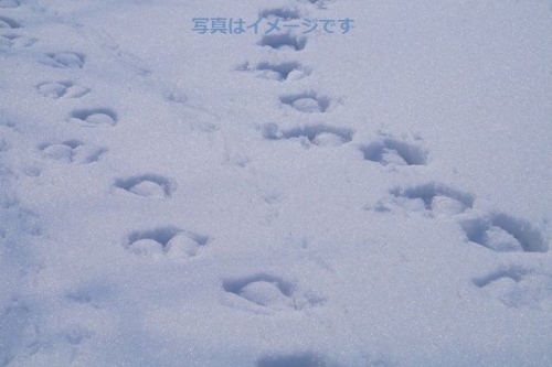 イベントフォト
