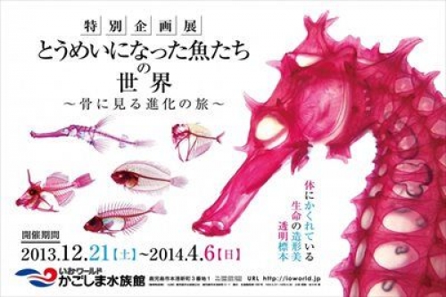 特別企画展「とうめいになった魚たちの世界～骨に見る進化の旅～」