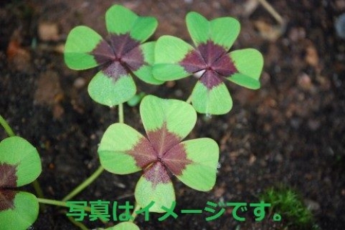 イベントフォト