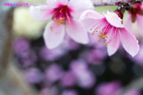 アーモンドの花祭り(Sagra del Mandorlo in Fiore):イタリア