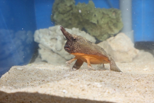 サンシャイン水族館×早川いくを　へんないきもの展 ロングノーズバットフィッシュ