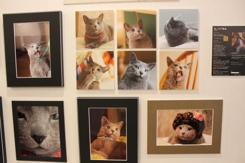 猫ブロガー集結「ねこログ」展。