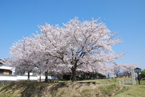 愛知 沓掛城祉公園の桜