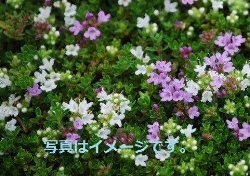 スウェーデン:夏至祭り
