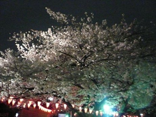 うえの桜まつり