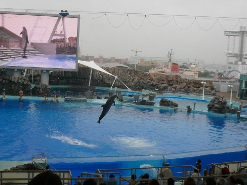 名古屋港水族館 イルカショースタジアム