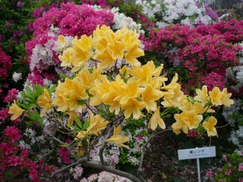 鮮やかなつつじが魅了　文京つつじまつり※写真は2011年のものです