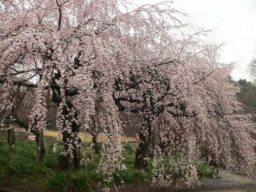 敷地内の桜を調べ尽くした桜博士と行く、新宿御苑の桜鑑賞《早咲きの桜編》