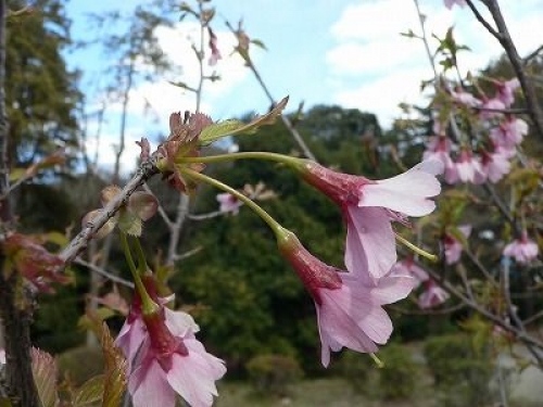 敷地内の桜を調べ尽くした桜博士と行く、新宿御苑の桜鑑賞《早咲きの桜編》