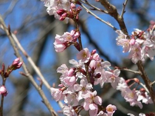 敷地内の桜を調べ尽くした桜博士と行く、新宿御苑の桜鑑賞《早咲きの桜編》
