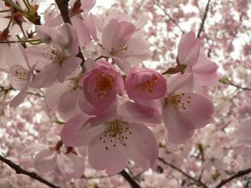 桜好きが自信を持って断言する桜の穴場へご招待。桜博士と行く皇居周辺の桜鑑賞