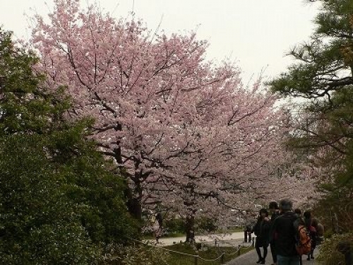 桜好きが自信を持って断言する桜の穴場へご招待。桜博士と行く皇居周辺の桜鑑賞