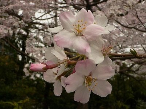 桜好きが自信を持って断言する桜の穴場へご招待。桜博士と行く皇居周辺の桜鑑賞