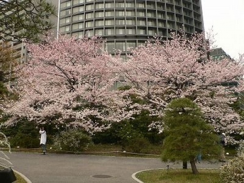 桜好きが自信を持って断言する桜の穴場へご招待。桜博士と行く皇居周辺の桜鑑賞