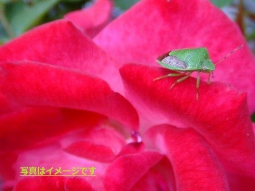 イベントフォト