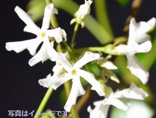 イベントフォト