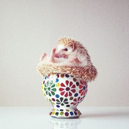 「ハリネズミのダーシー」展 ~DARCY the Flying hedgehog~