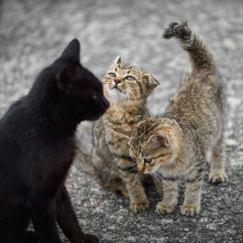 【島ねこぽん発売記念イベント!】　甘えんぼう？な二匹　 