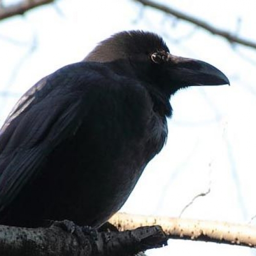 【1月22日開催】カラスを知れば世界が変わる。カラス友の会 presents 「愛しの カラス☆ナイト」第２弾 