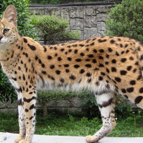 【触るとキケン？】猫好きにはたまらない…。可愛くて、カッコいい野生の“肉球”に会いに行ってみた。「ネコ展―TAMA  ZOOのネコたち―」