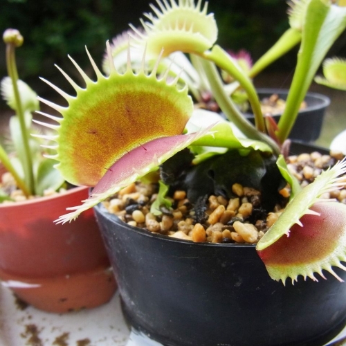 『私、食虫植物の奴隷です』　美しく、官能的で、機能的、知られざる食虫植物の世界に触れる。