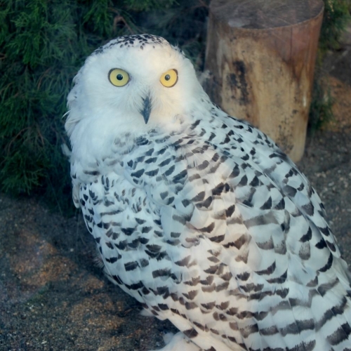「真夏の夜の動物園」　大人が動物園を楽しんだっていいじゃない。ゾウの運動場に潜入、子供に遠慮せずもふもふモルモットだっこ、ビール片手に音楽鑑賞。