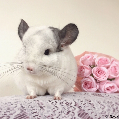可愛らしさ妖精クラス！ まんまる、もふもふな“チンチラ”だらけの「ジャパンチンチラフェスティバル」開催。