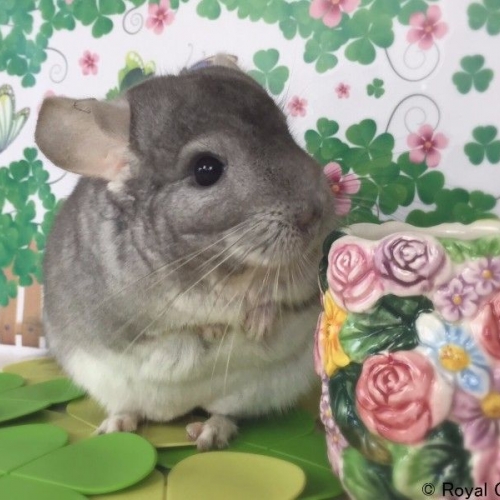 もう次回が待ちどおしい！ 日本初開催、 チンチラだらけの「ジャパンチンチラフェスティバル」が可愛すぎた♡