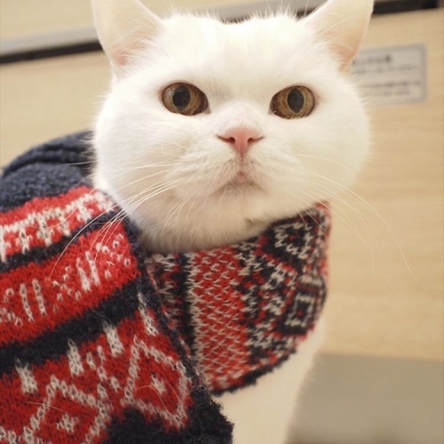 【イベント写真特集】もうすぐ開催される「動物」イベントから、キュートでクールな写真をお届け！