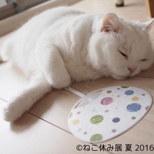 『はしごねこ』で癒される。日本橋＆浅草橋の「ねこ休み展」どっちも行ってみた