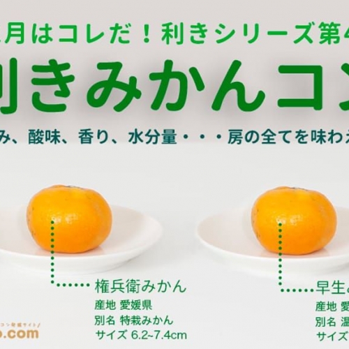 デキる男は「みかん」の違いが分かる説。業界初!?「利きみかん合コン」開催