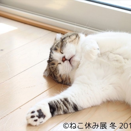 ネコ好きは集合！ 「スター猫の晩餐」、「史上最大のコラボ祭り」……。新しい魅力も加わった2017冬の「ねこ休み展　本祭」をレポート！