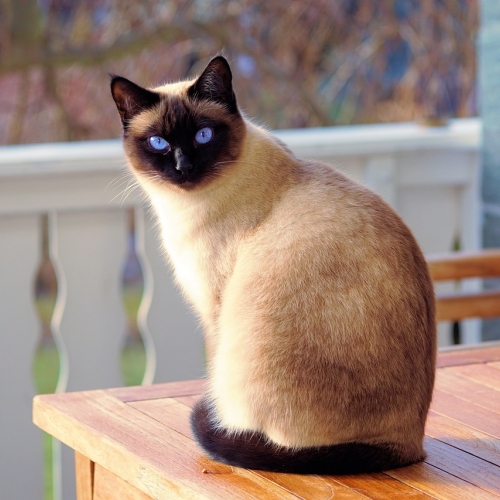 2月22日は「猫の日」！ 猫イベントのレポート、ぜーんぶまとめました