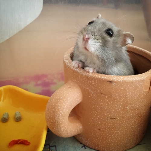 小さいけれど、かわいさは超巨大！ ハムスター、シマリス、ハリネズミの愛らしさにクラクラ「まるっと小動物展」に行ってみた