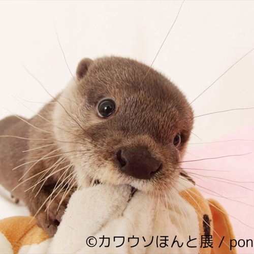 カワウソだらけの「カワウソほんと展」。かわいいカワウソの『ウソ』と『ほんと』