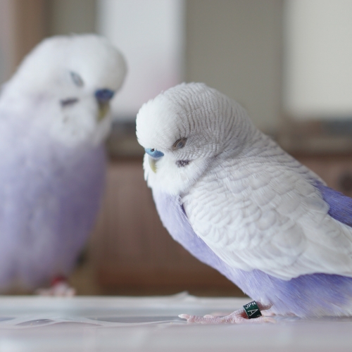 鳥たちの“一瞬の美しさ”を表現した「鳥物語トリストーリー展」