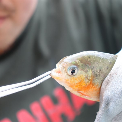 アマゾンの凶暴魚を釣っちゃいます！ 危険すぎる「ピラニア釣り」やってみた