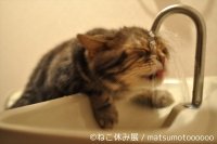 「ねこ休み展」 in 名古屋